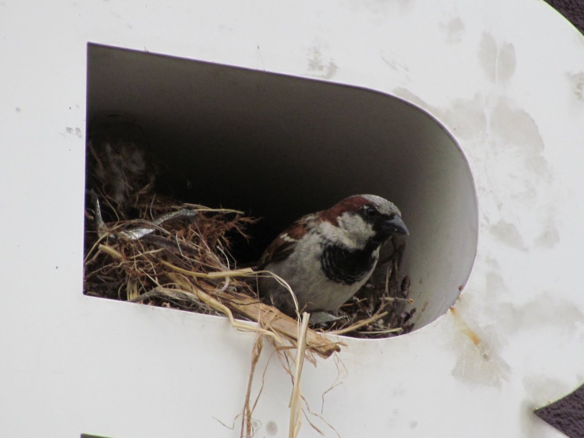 Австралийские воробьи гнездо