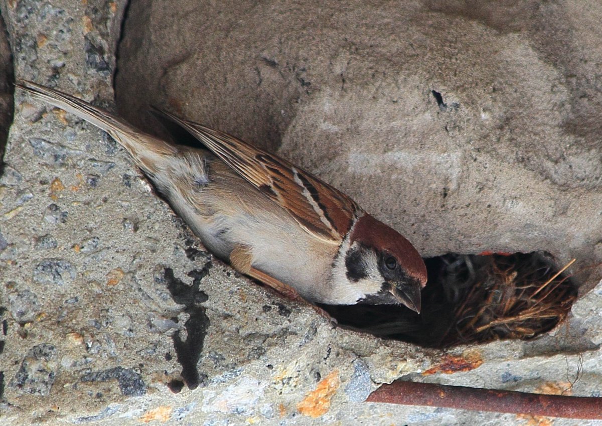 Гнездо воробья в городе