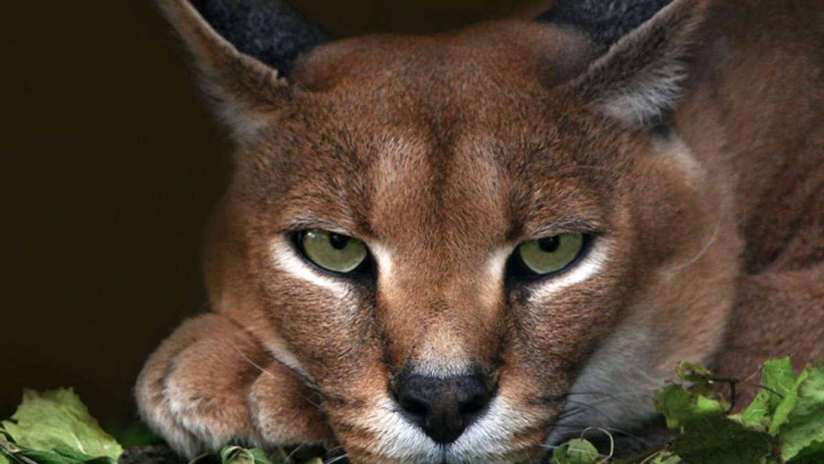 Дикая кошка каракал