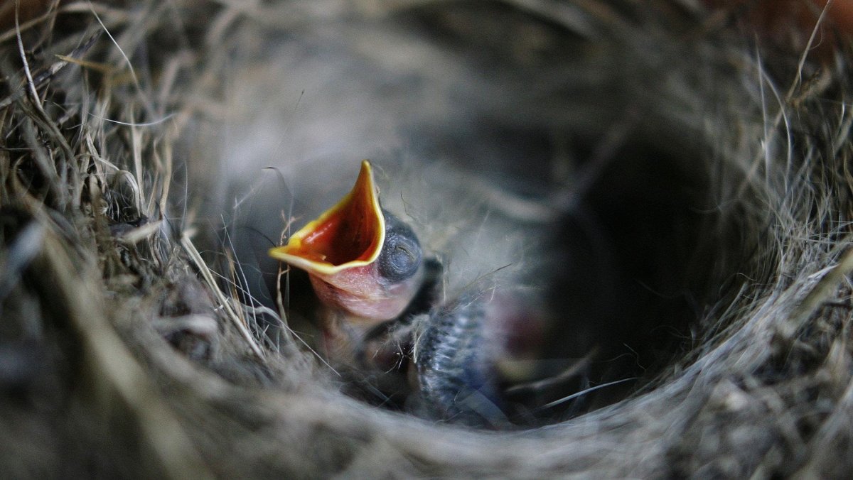 Птенец соловья