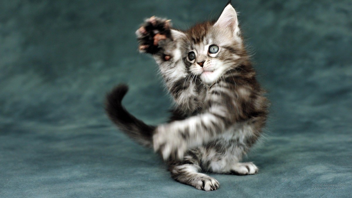 Киттен Мейн кун