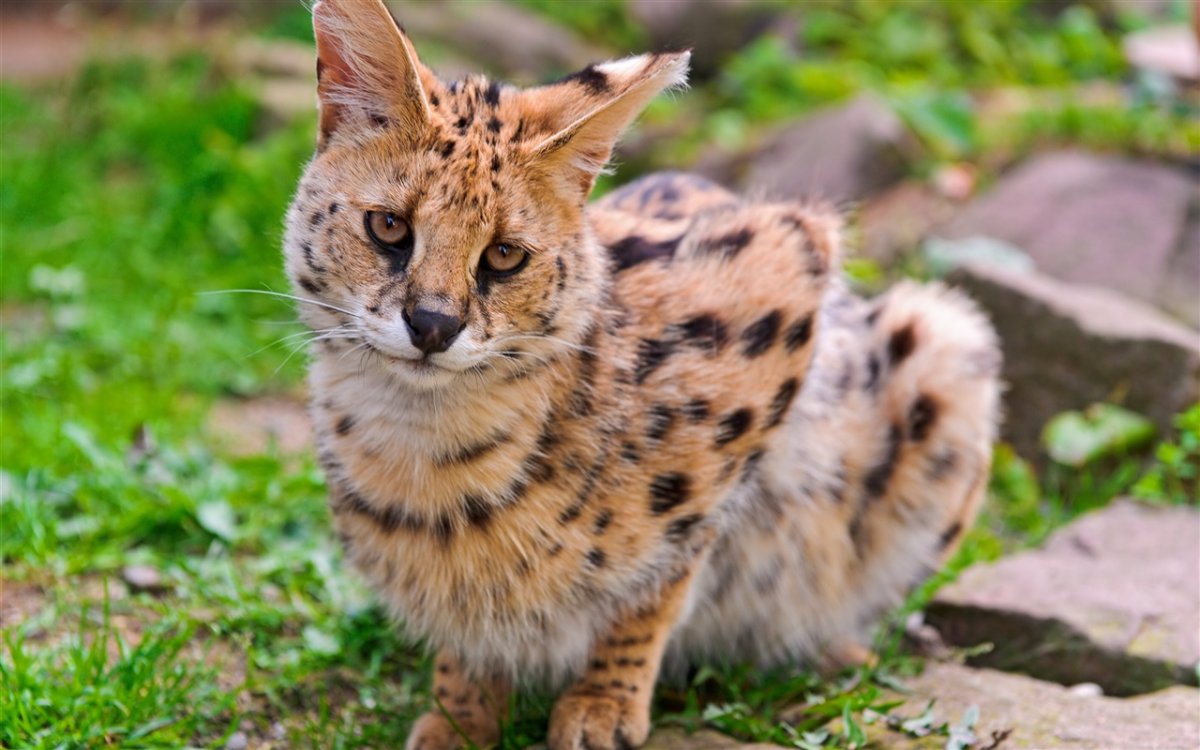 Африканская кошка сервал