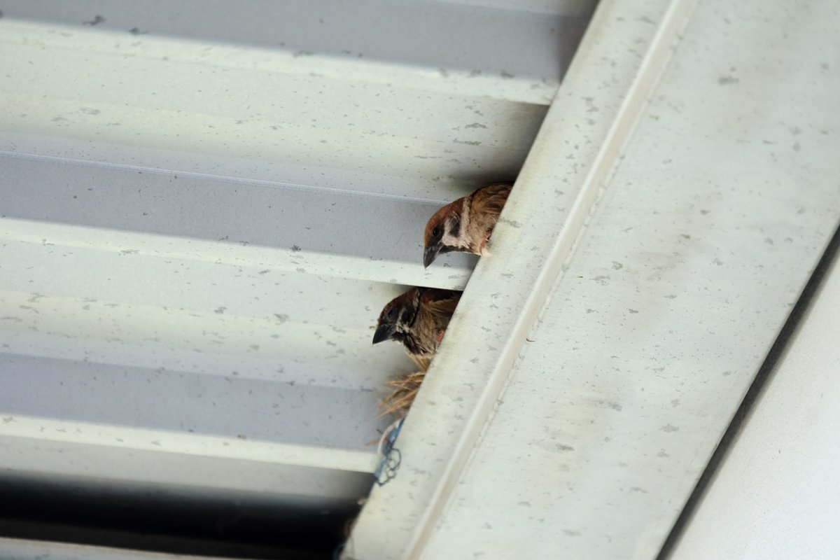 Гнездо воробья под крышей