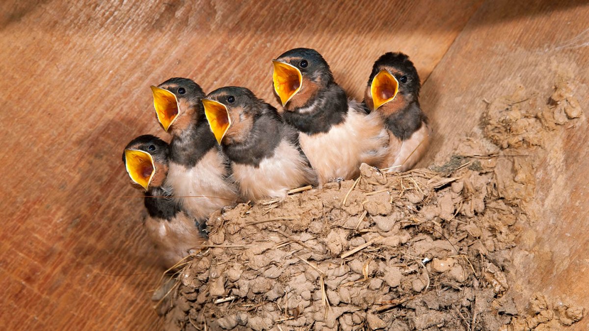 Baby Birds Baby Birds Baby Birds Baby Birds Baby Birds