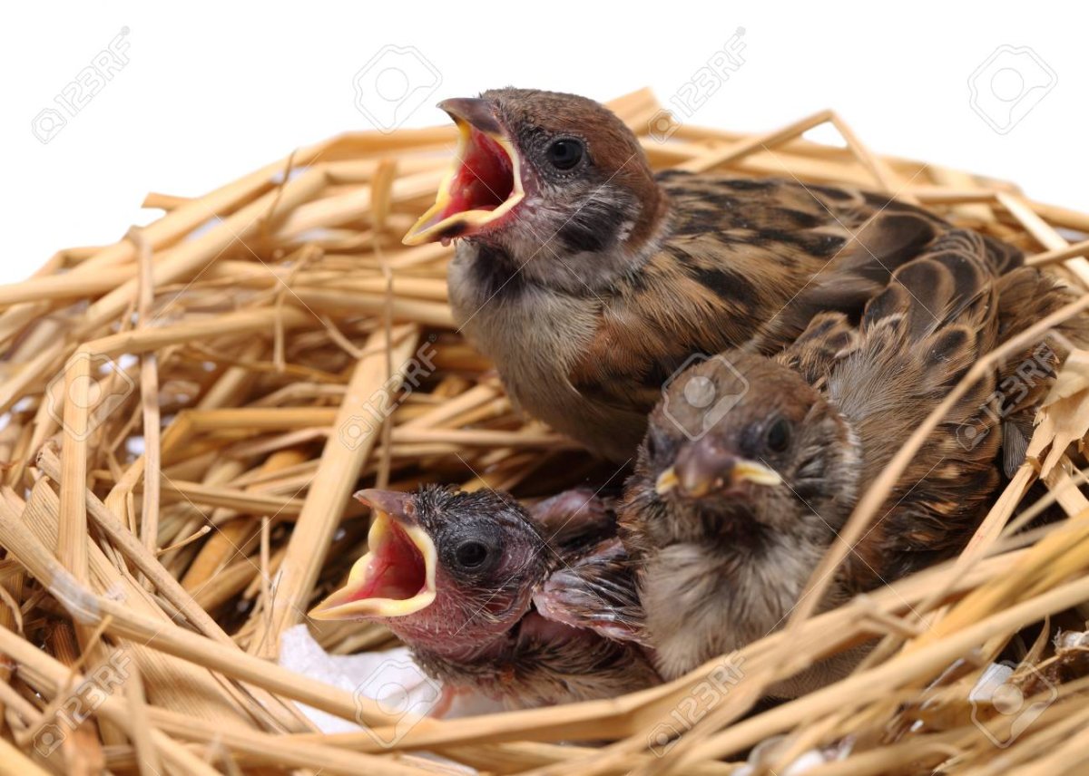 Воробушек цыпленок