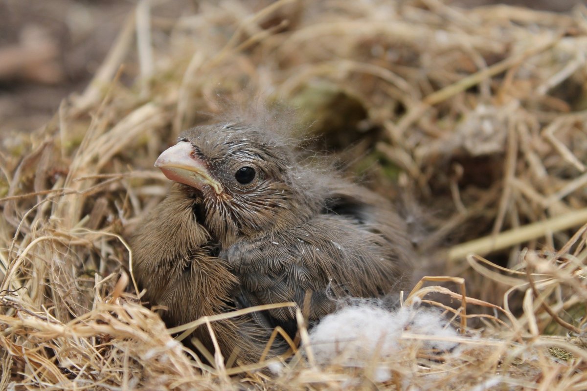 Птенец дрозда выпал