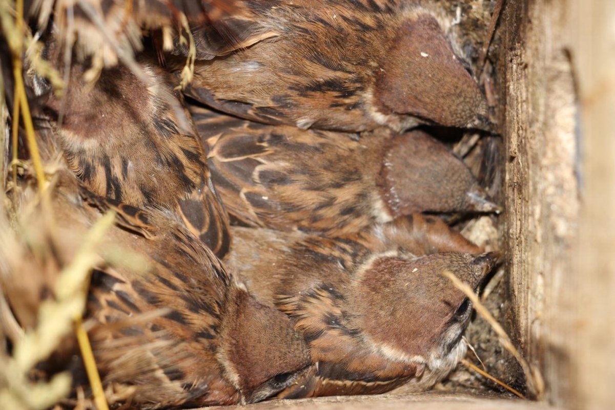 Гнезда полевых Воробьев