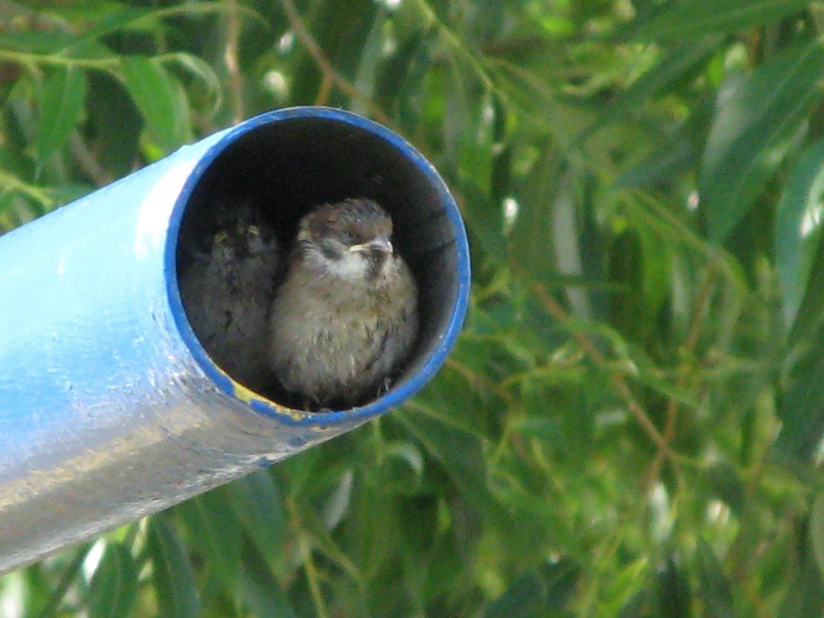 Гнездо воробья в городе