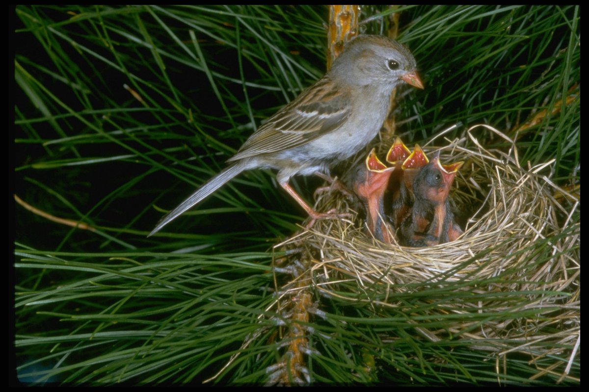 Птенцы воробья в гнезде