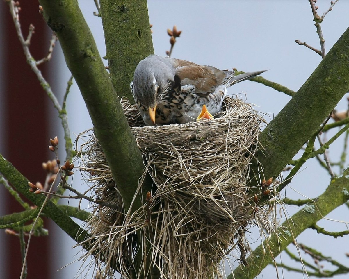Гнездо воробья