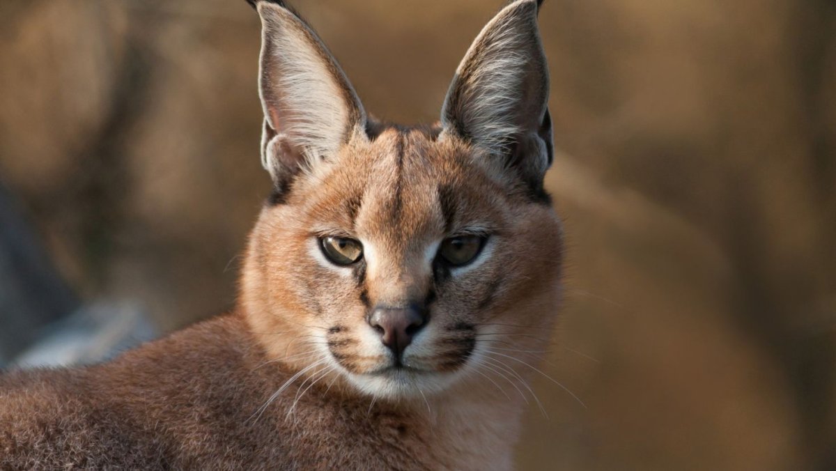 Каракал, пустынная Рысь