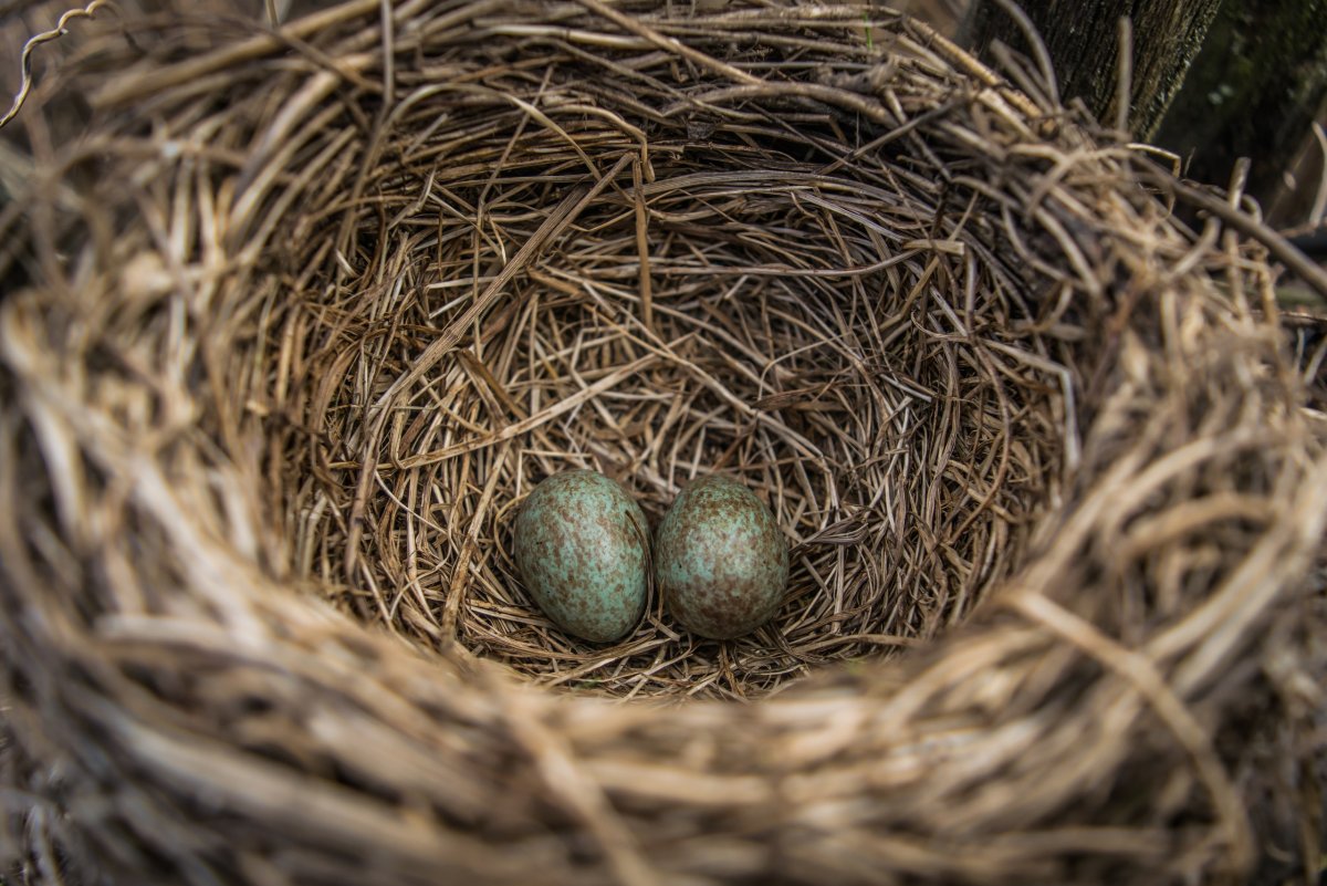 Гнездо дрозда рябинника яйца