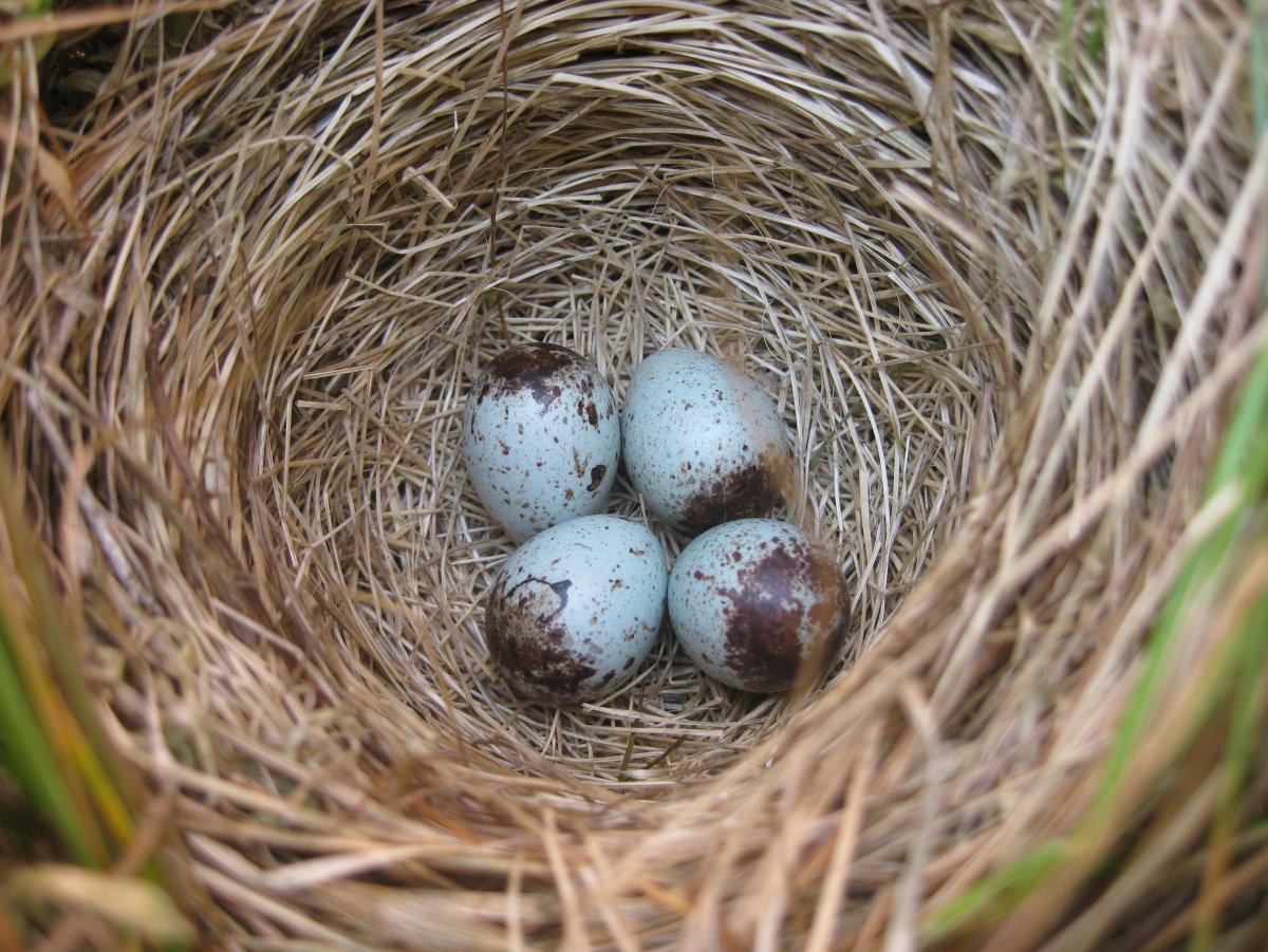 Птенцы Воробьев в гнезде