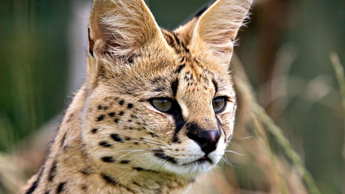 Сервал Ашера Саванна