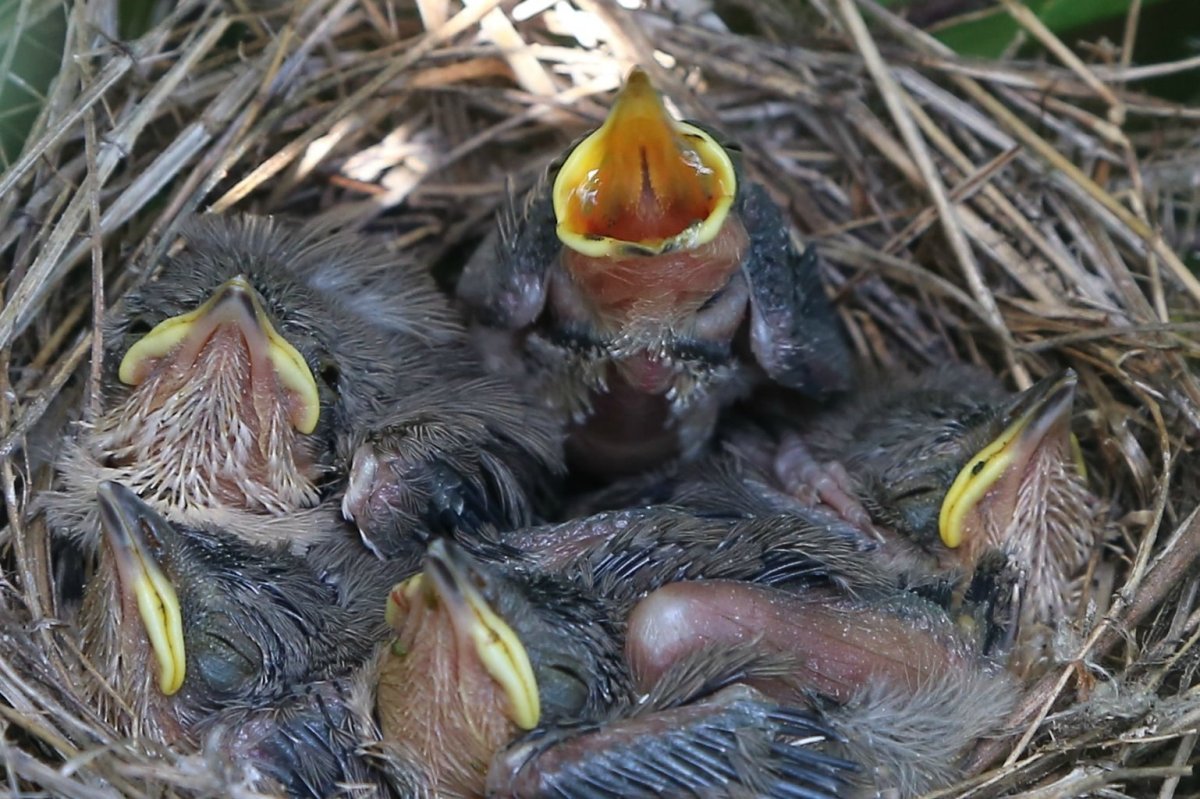 Чернозобый Дрозд птенец