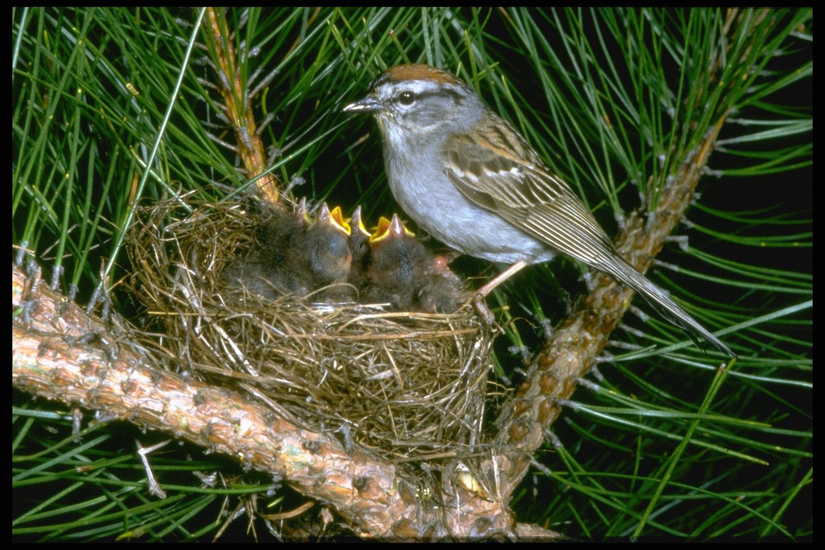 Воробьиное гнездо птицы