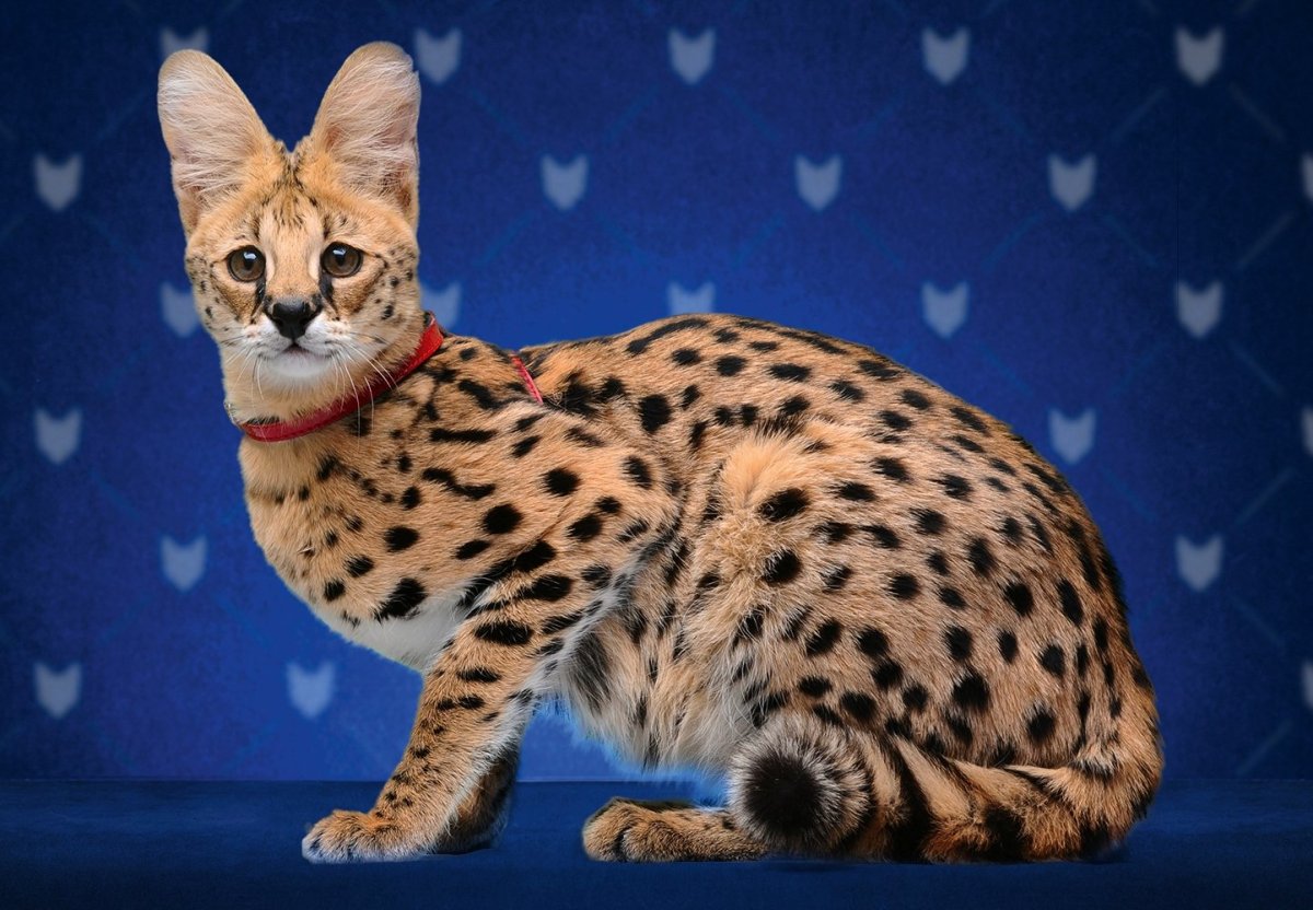 Кошка Саванна и сервал