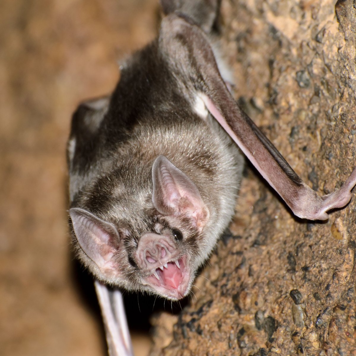 Летучая мышь ночью