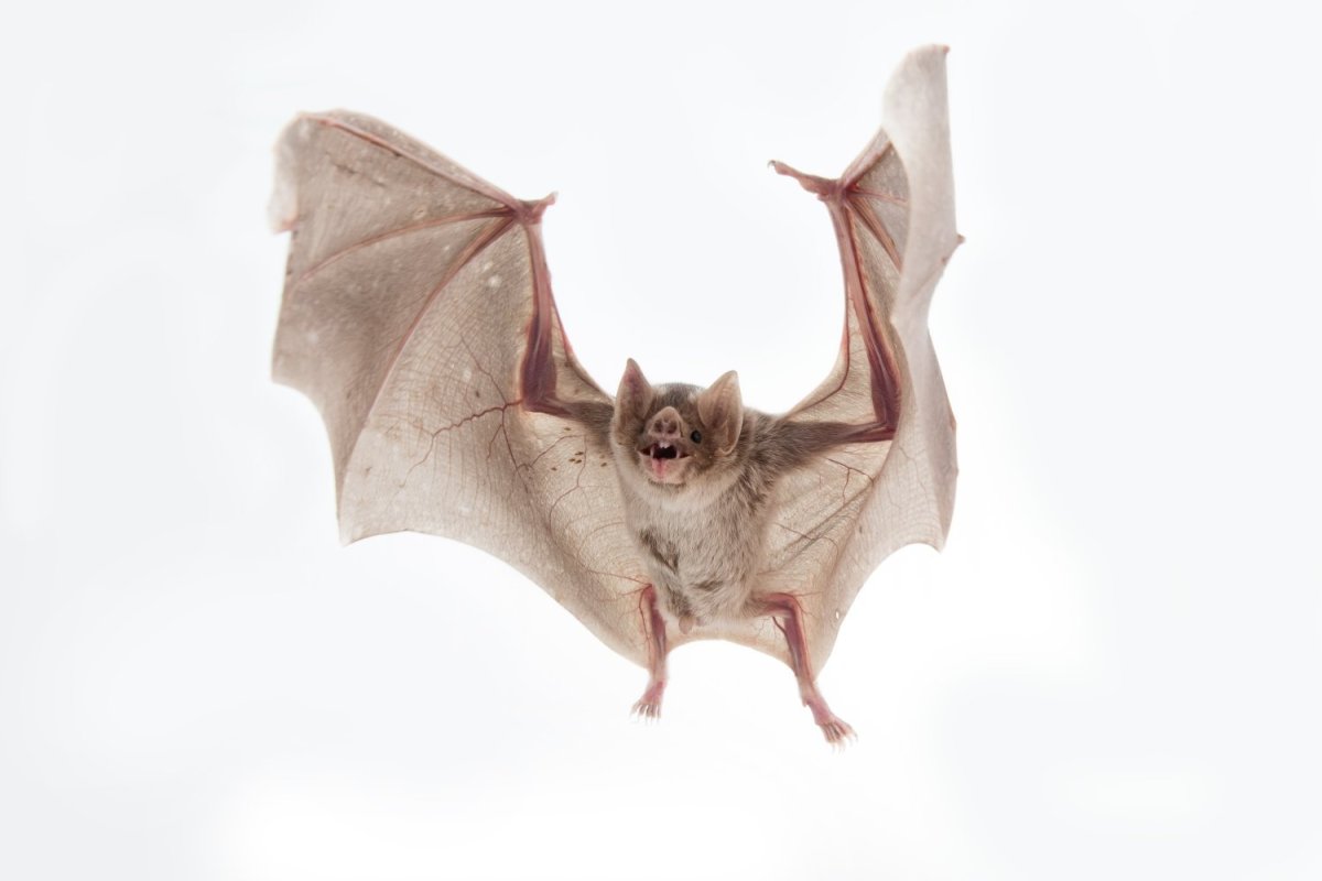 Землеройкообразный длинноязыкий вампир