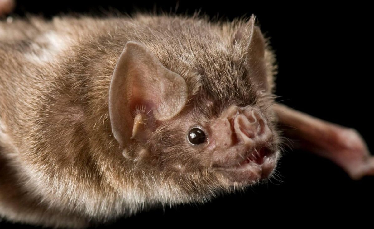 Обыкновенный вампир летучая мышь