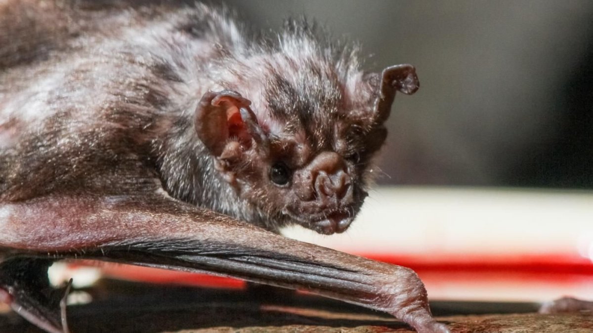 Обыкновенный вампир летучая мышь