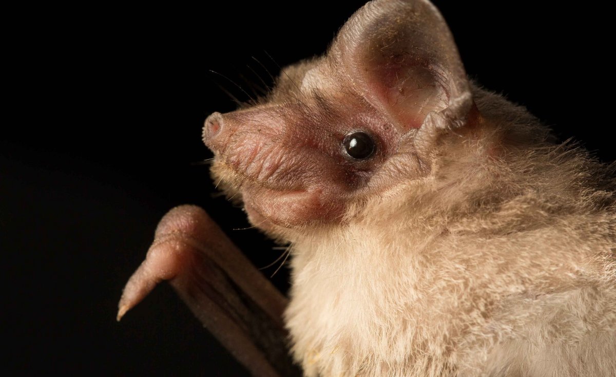 Летучая мышь вампир в полете