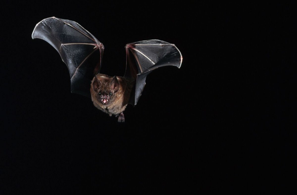 Вампир-летучая мышь (the Vampire bat) {х/ф}