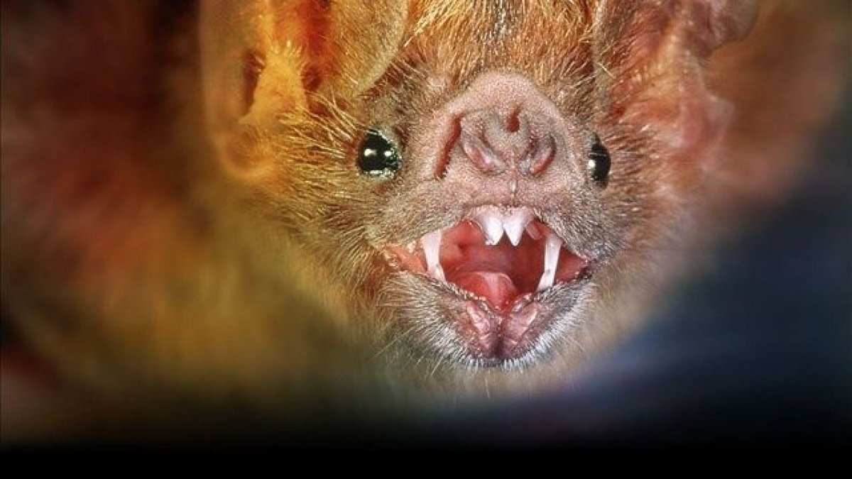 Обыкновенный вампир (Desmodus rotundus)