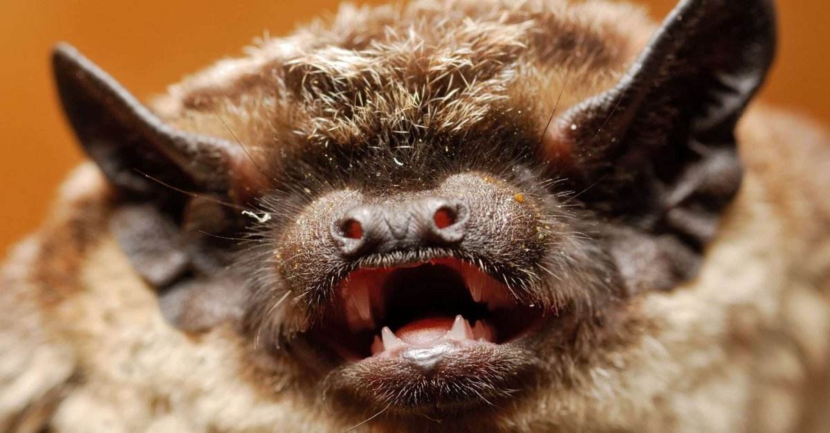 Как летучие мыши Чьют запах крови и человека