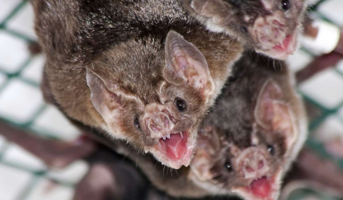 Обыкновенный вампир детёныш