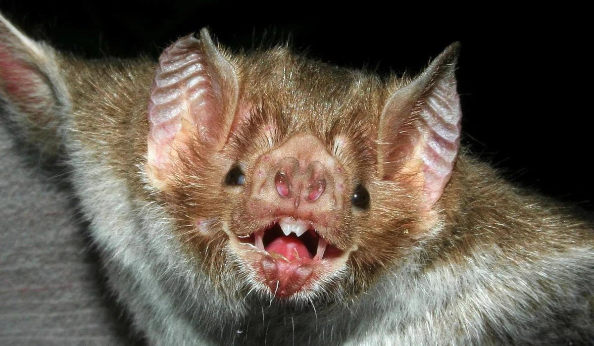 Нургуш летучая мышь