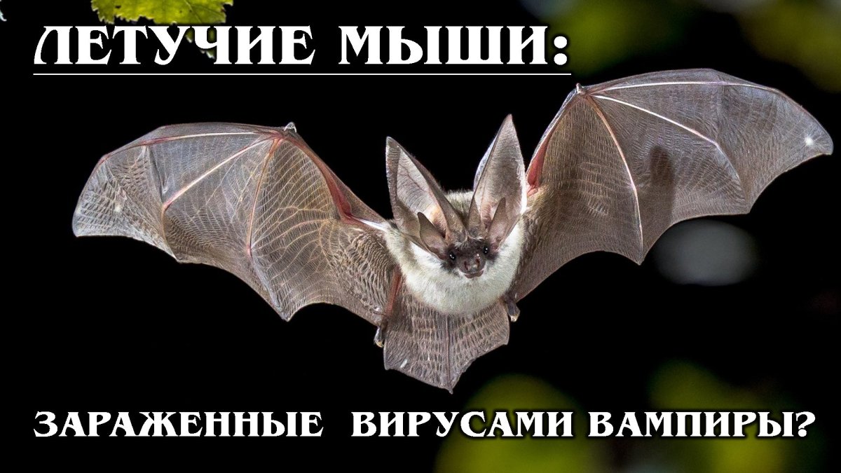 Летучая мышь вампир в полете