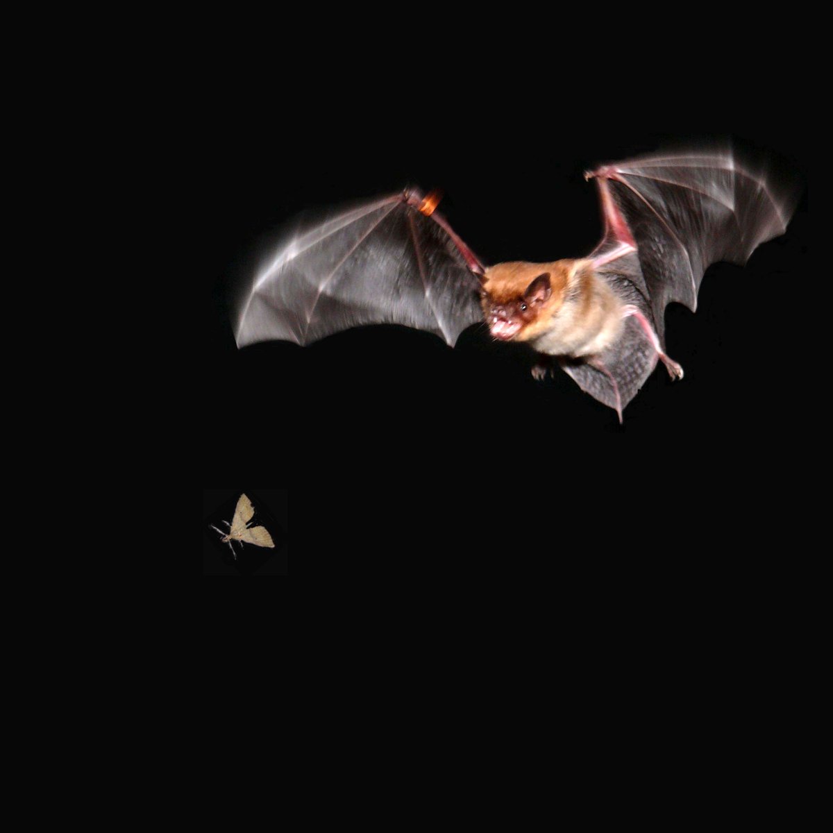 Бешенство у летучих мышей