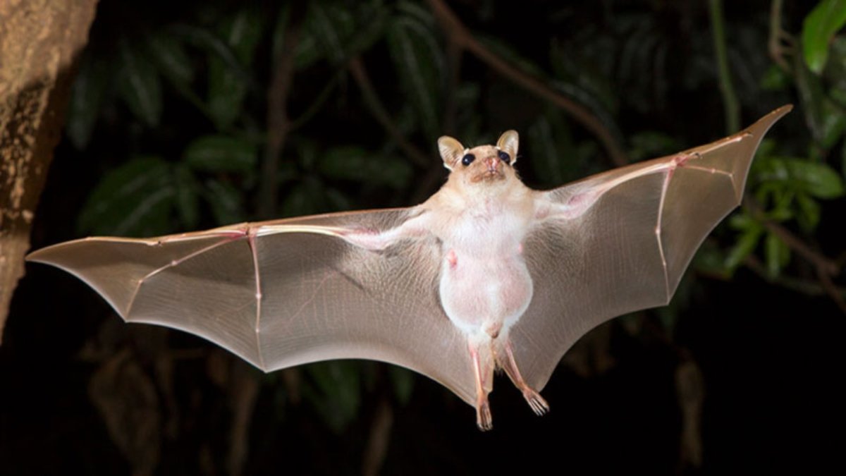 Вампировая летучая мышь
