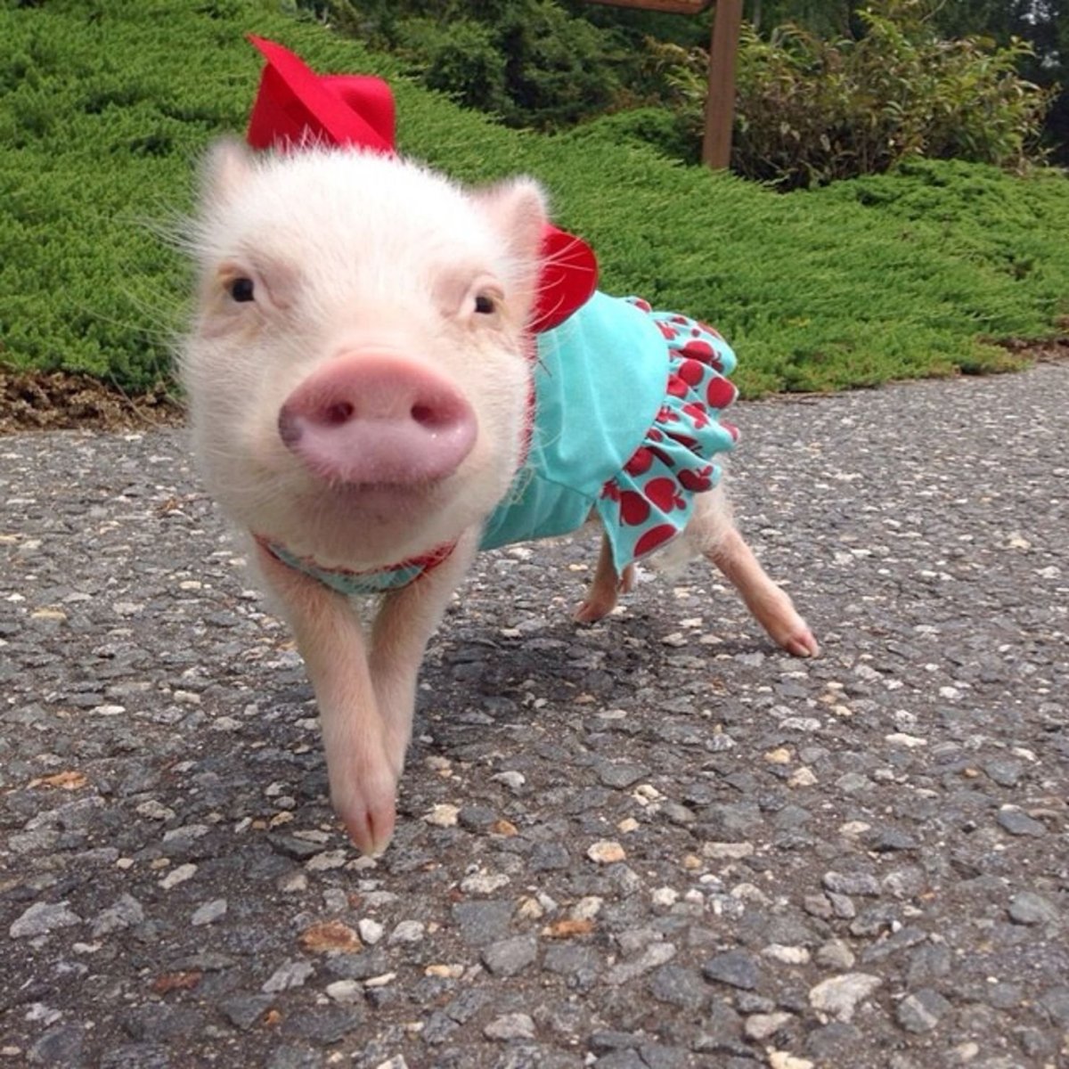 Свинка Свинка хрюшка хрюшка мини мини