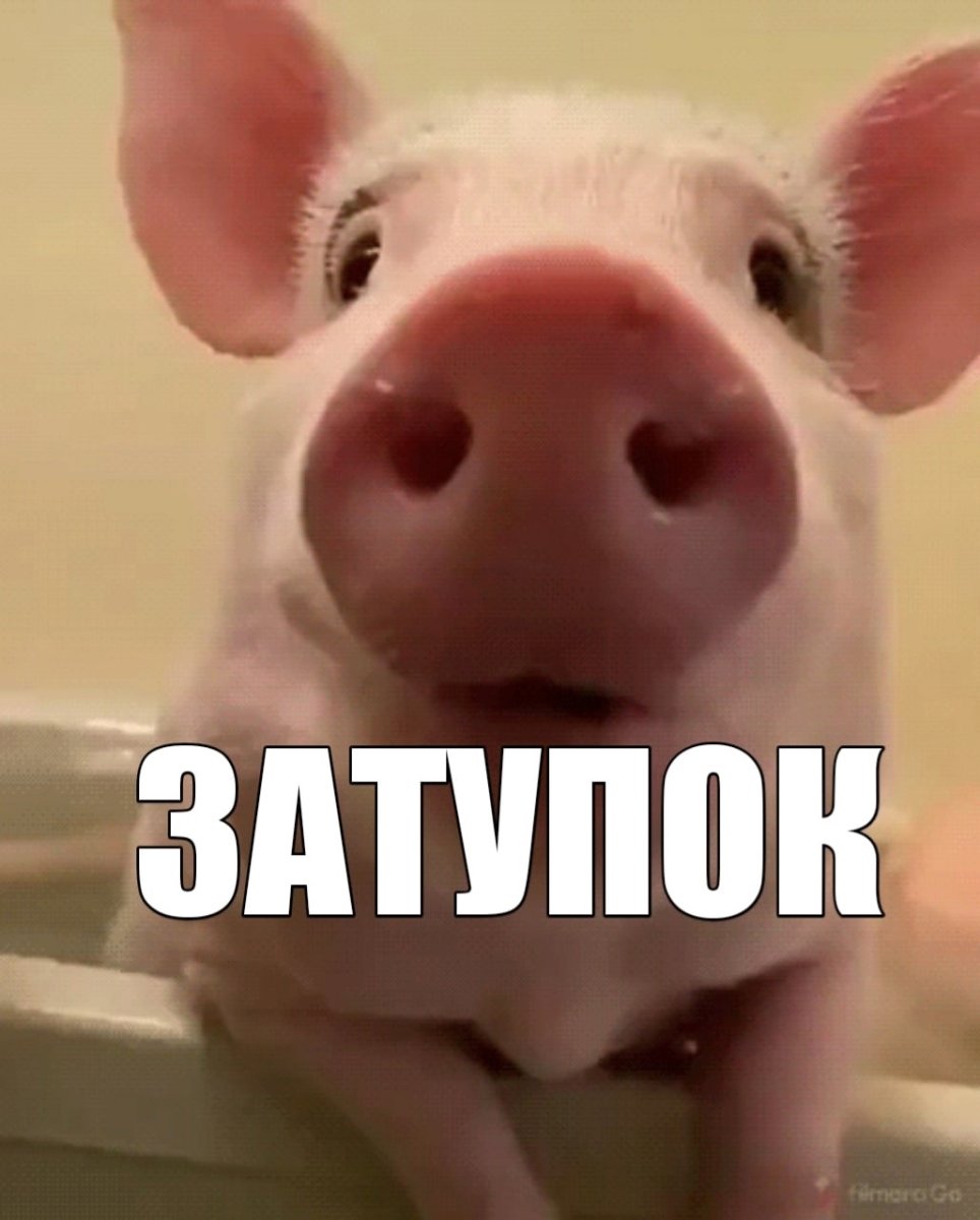 Новорожденный минипиг