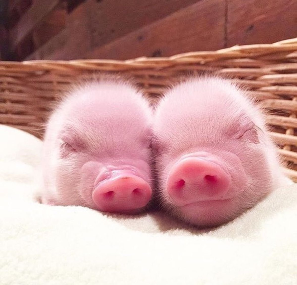 Милый поросенок