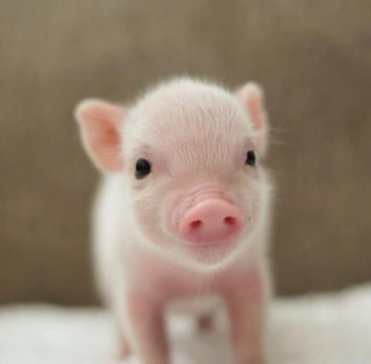 Маленькие поросята мини Пиги