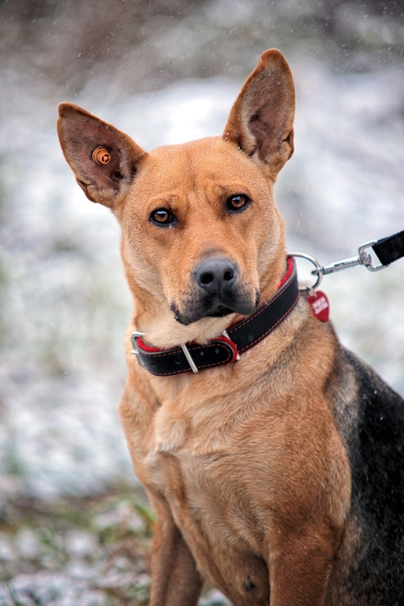 Самые сильные метисы собак