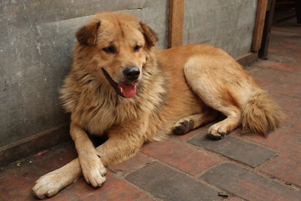 Бездомные животные до и после