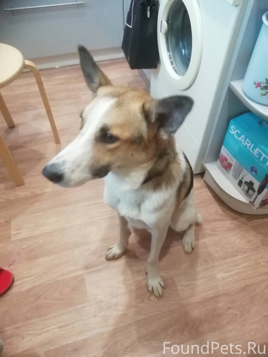 Собака бесплатно в хорошие руки СПБ