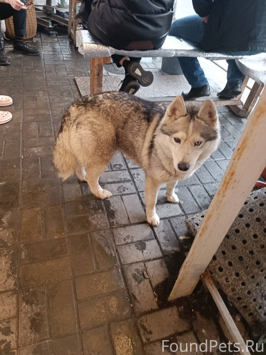 Метис пёсик