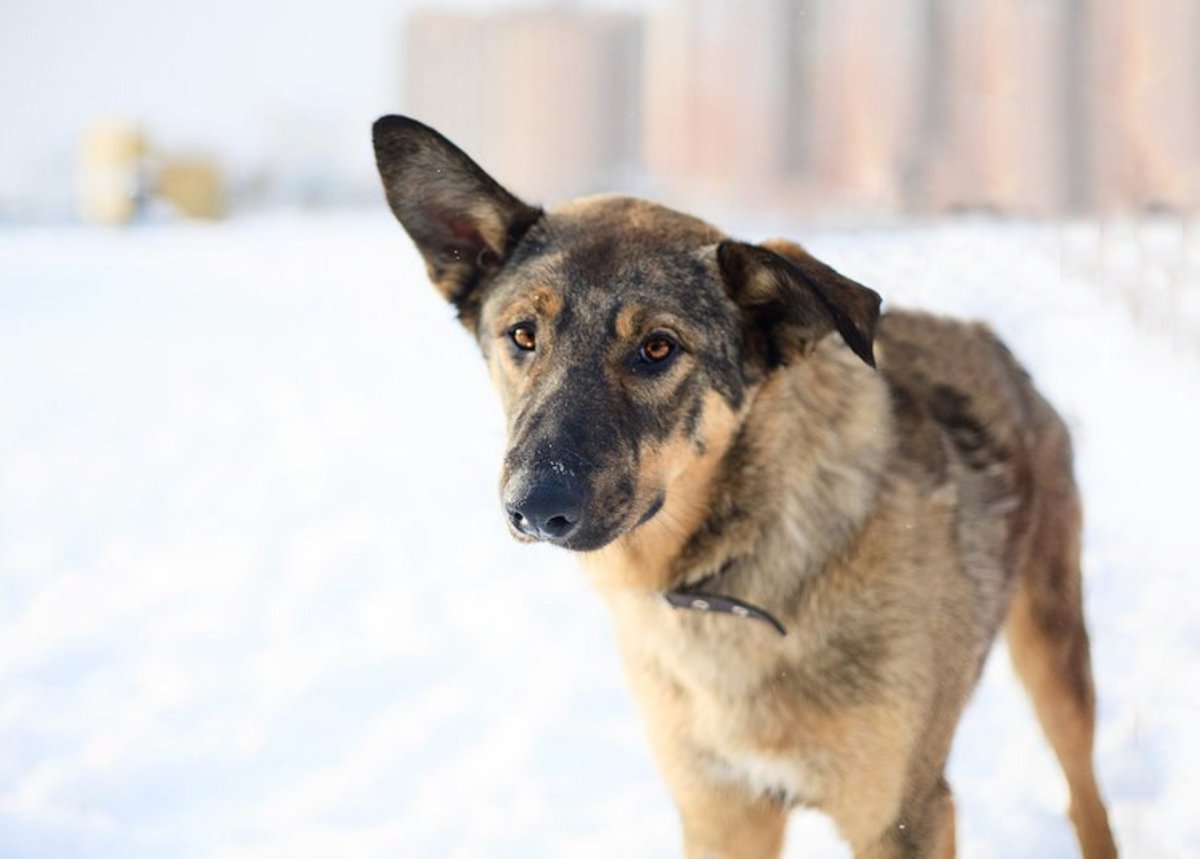 Порода метис