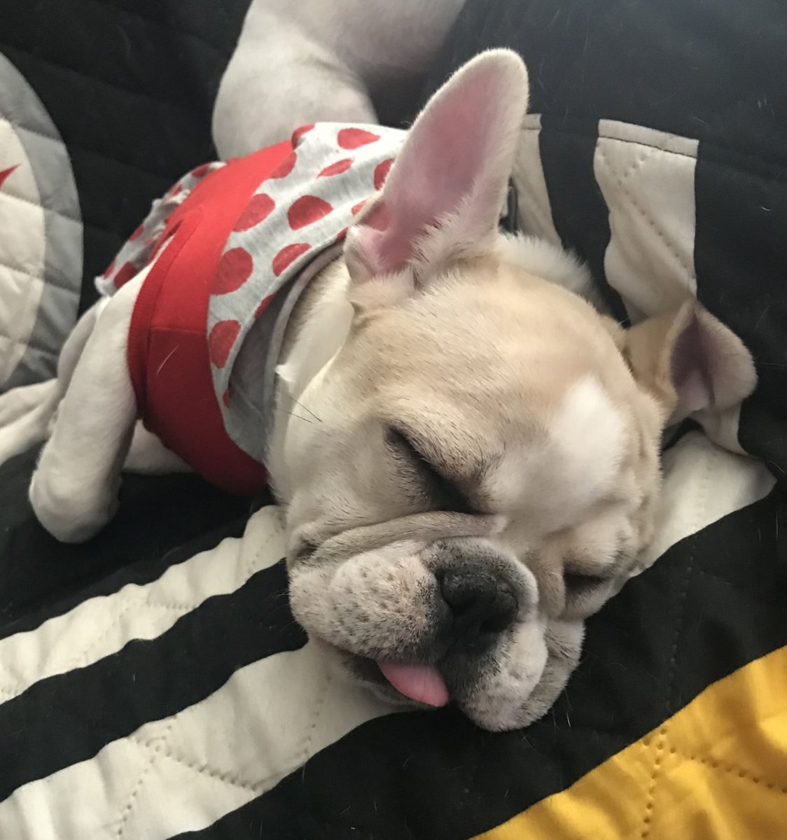 Спящий французский бульдог