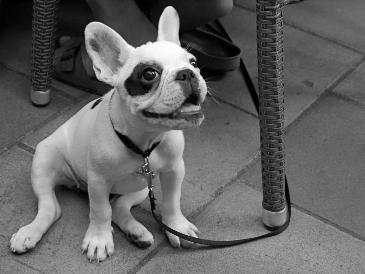 Френч дог собака