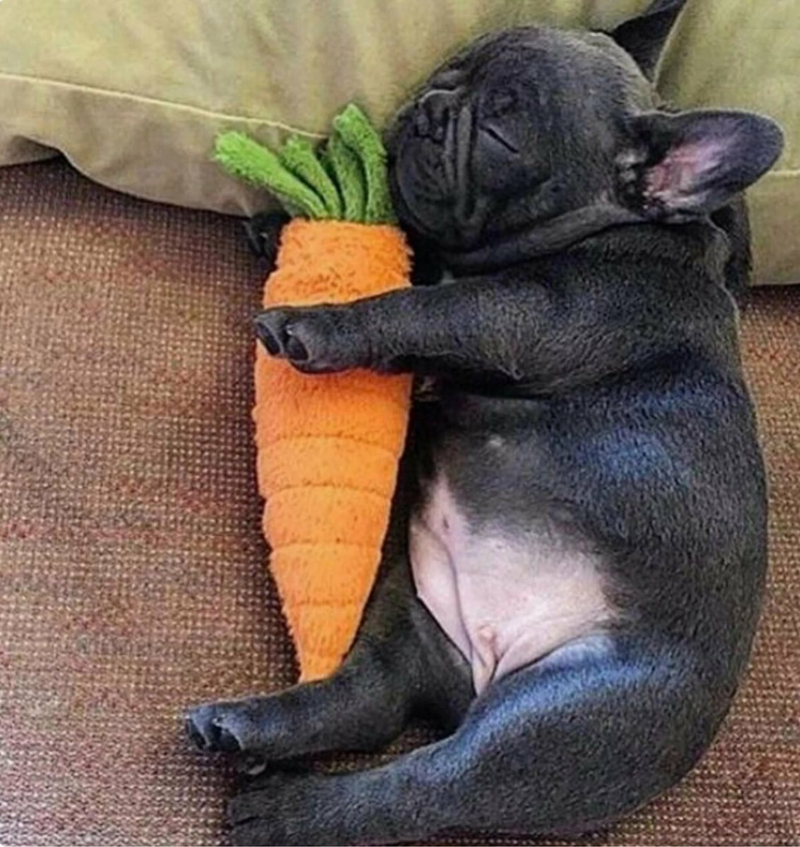 Животные спят смешно