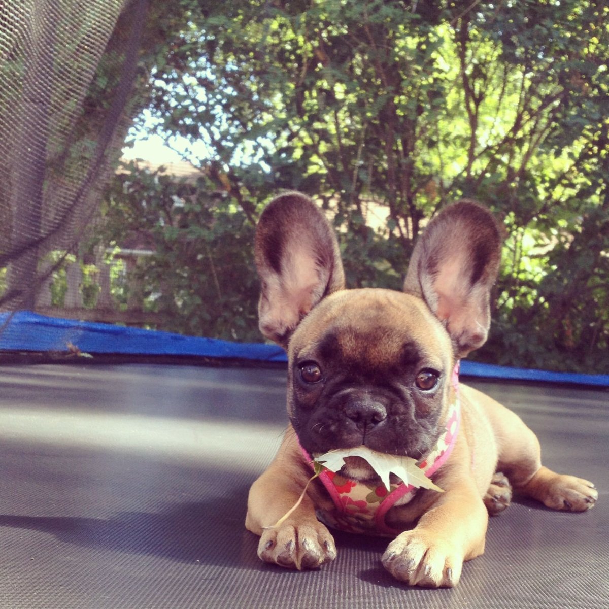 Французский бульдог с оленьими рожками