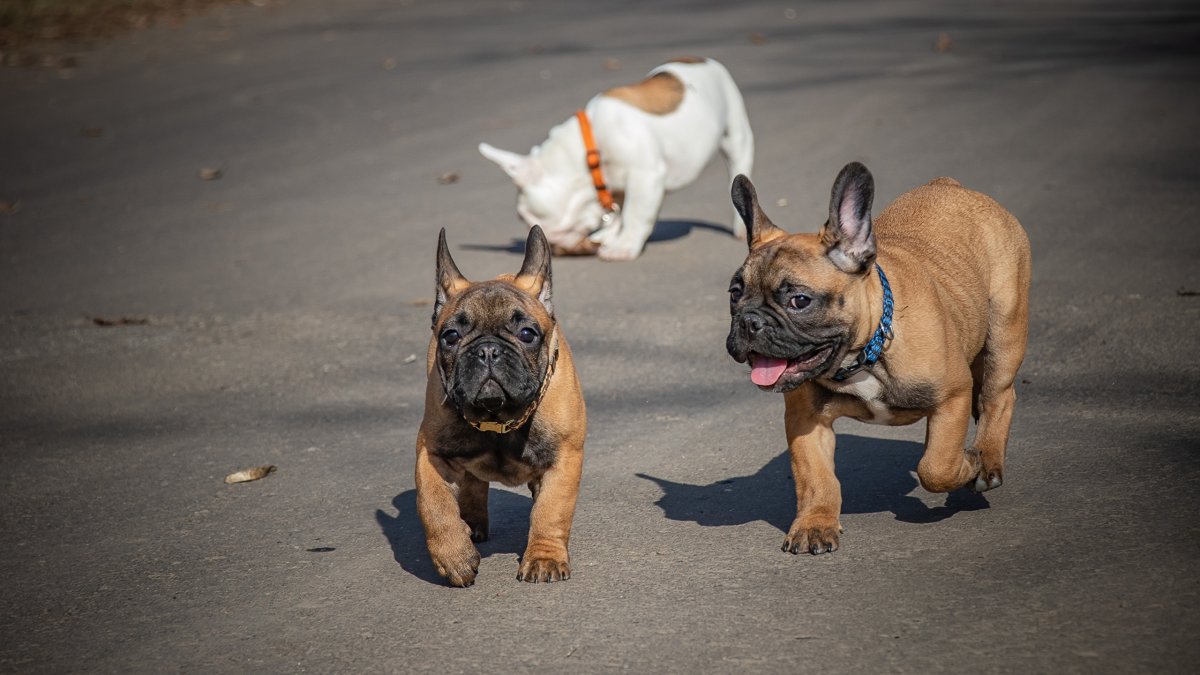 Французский бульдог