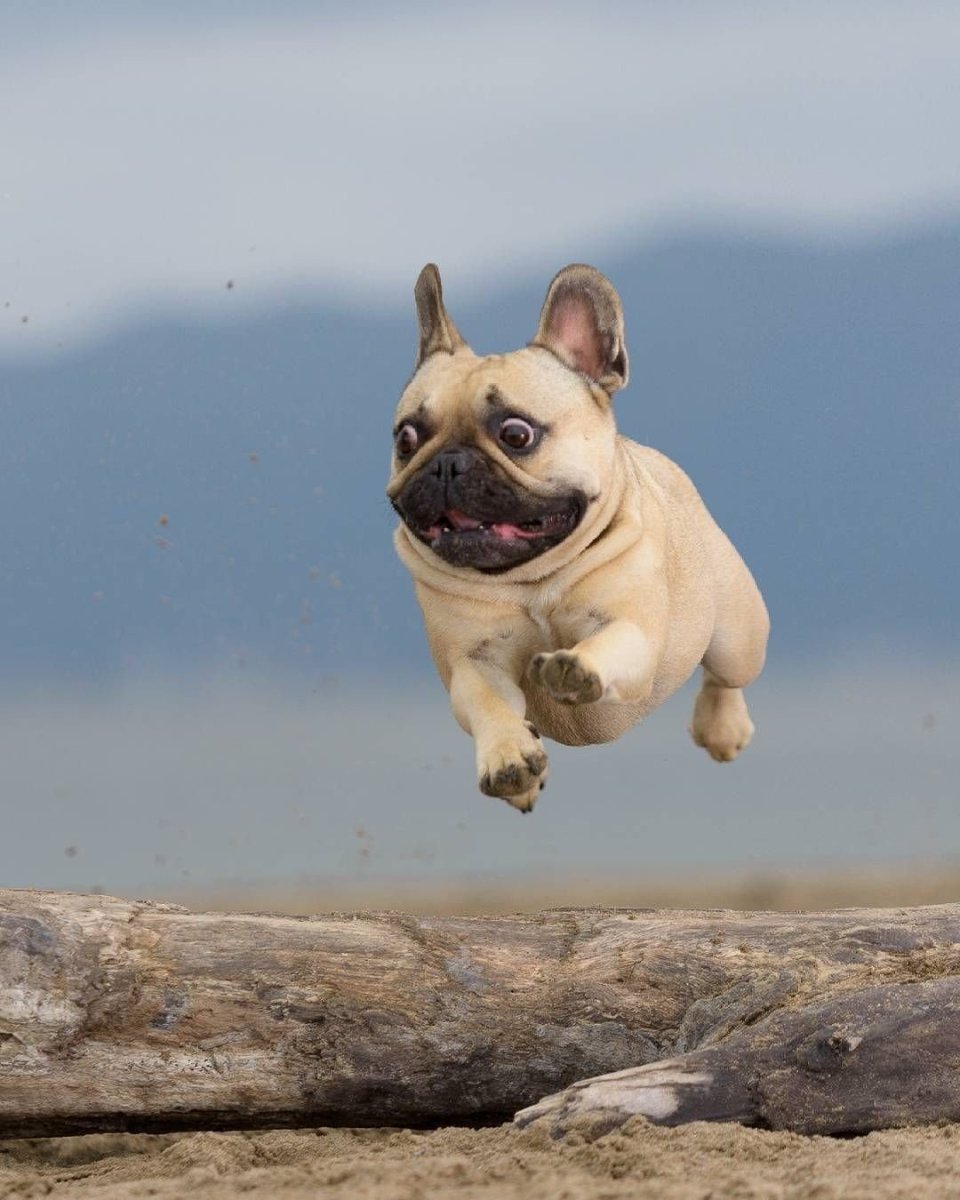 Писающий бульдог