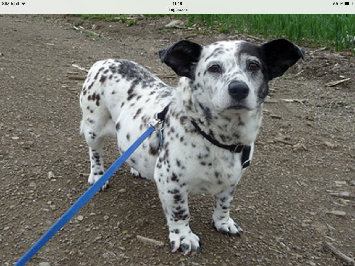 Метис порода собак